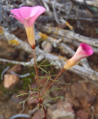 Oxalis capillacea, photographed by Nicola van Berkel