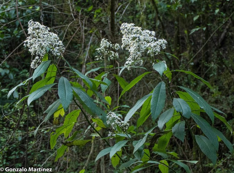 Dendrophorbium peregrinum, photographed by Gonzalo Martinez