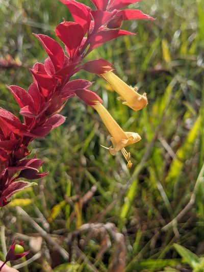 Amasonia campestris, photographed by Denis Bastianelli