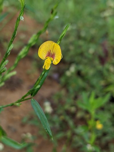 Zornia latifolia, photographed by Denis Bastianelli