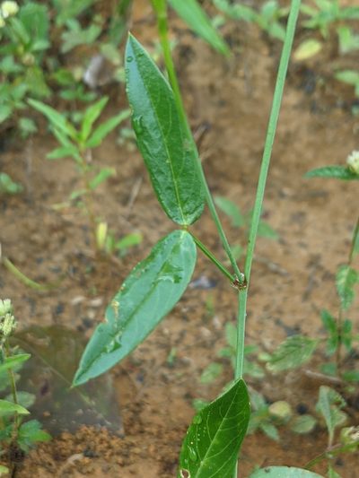 Zornia latifolia, photographed by Denis Bastianelli