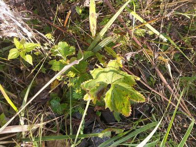 Alchemilla baltica, photographed by Dmitriy Bochkov