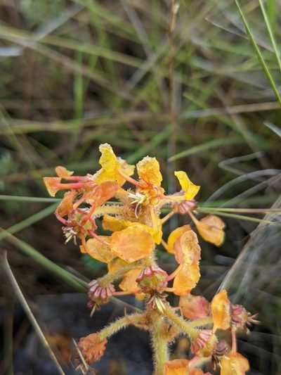 Byrsonima verbascifolia, photographed by Denis Bastianelli