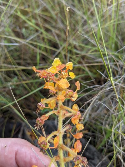 Byrsonima verbascifolia, photographed by Denis Bastianelli