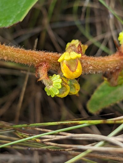 Byrsonima verbascifolia, photographed by Denis Bastianelli