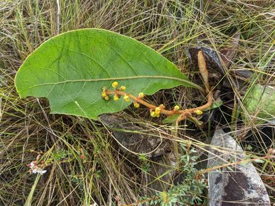 Byrsonima verbascifolia, photographed by Denis Bastianelli
