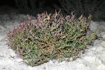 Salicornia europaea, photographed by Kudaibergen Amirekul
