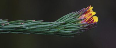 Ursinia quinquepartita, photographed by Tony Rebelo