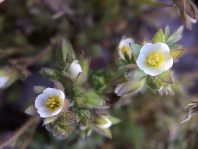 Polemonium micranthum, photographed by B. Phalan