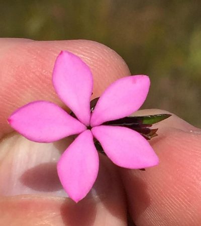 Acmadenia trigona, photographed by Dave U