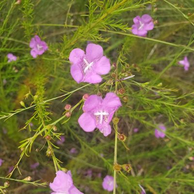 Agalinis fasciculata, photographed by Laura Gaudette