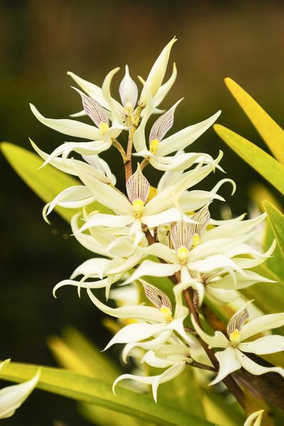 Prosthechea sima, photographed by Daniel Mesa