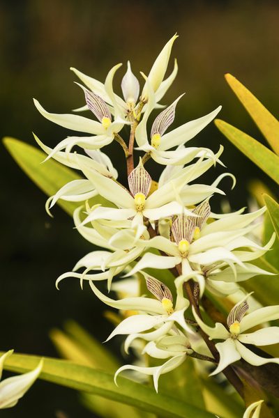 Prosthechea sima, photographed by Daniel Mesa