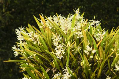 Prosthechea sima, photographed by Daniel Mesa