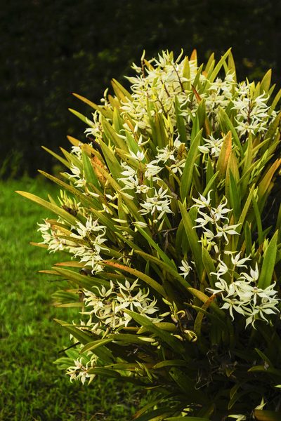 Prosthechea sima, photographed by Daniel Mesa