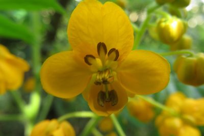 Senna stipulacea, photographed by Bruno Avilez