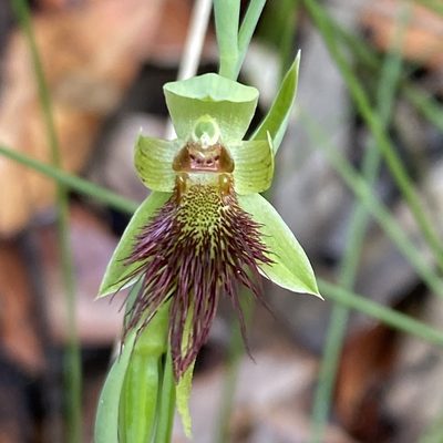 Calochilus paludosus, photographed by prossington