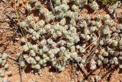 Lasiopogon micropoides, photographed by Nicola van Berkel
