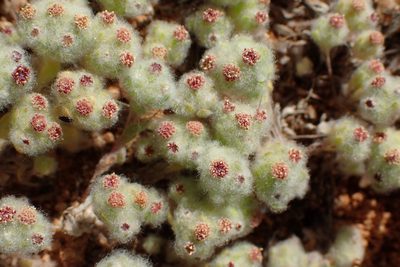 Lasiopogon micropoides, photographed by Nicola van Berkel