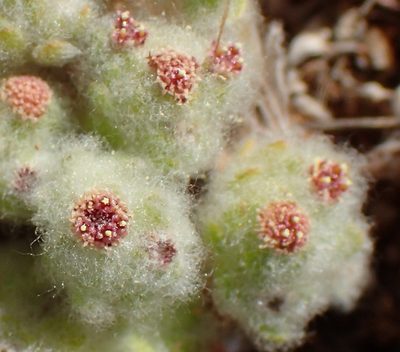 Lasiopogon micropoides, photographed by Nicola van Berkel