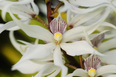 Prosthechea sima, photographed by Daniel Mesa