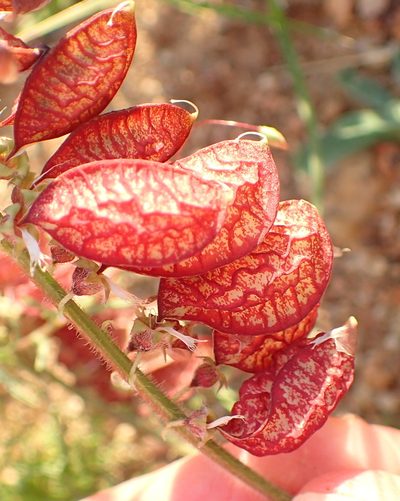 Lessertia diffusa, photographed by Nicola van Berkel