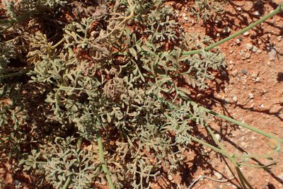 Hermannia paucifolia, photographed by Nicola van Berkel
