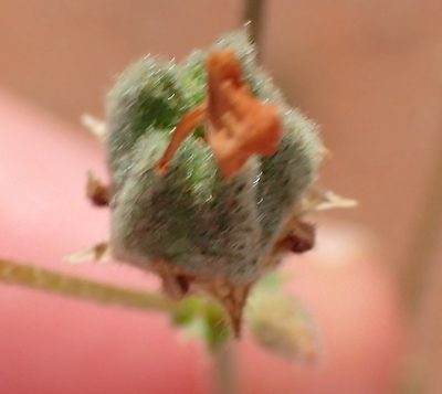 Hermannia paucifolia, photographed by Nicola van Berkel