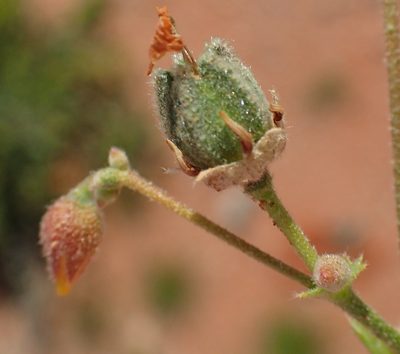 Hermannia paucifolia, photographed by Nicola van Berkel