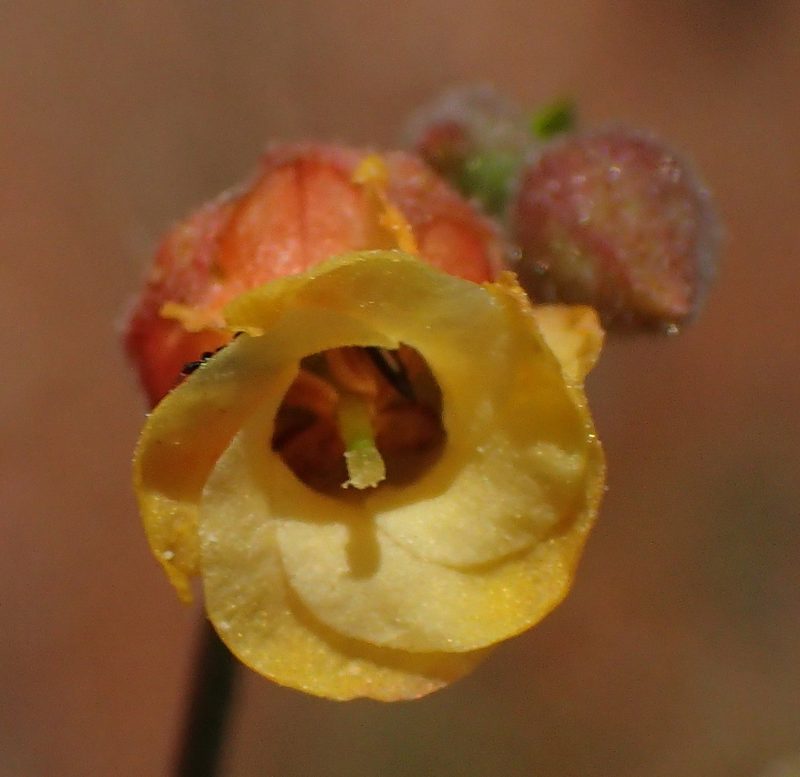Hermannia paucifolia, photographed by Nicola van Berkel