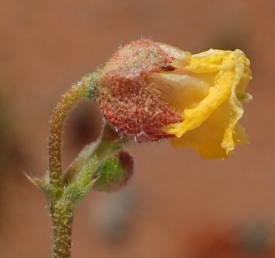 Hermannia paucifolia, photographed by Nicola van Berkel