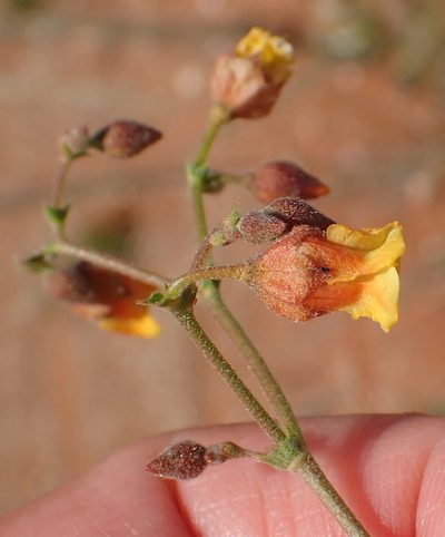 Hermannia paucifolia, photographed by Nicola van Berkel