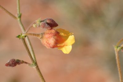 Hermannia paucifolia, photographed by Nicola van Berkel