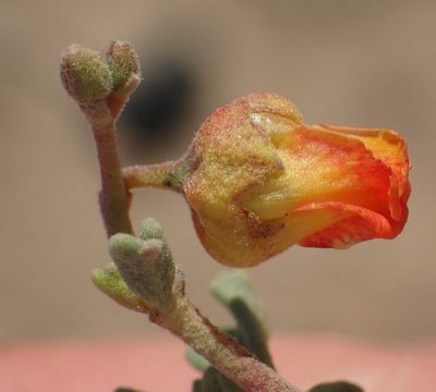 Hermannia pfeilii, photographed by Nicola van Berkel