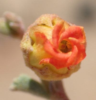 Hermannia pfeilii, photographed by Nicola van Berkel