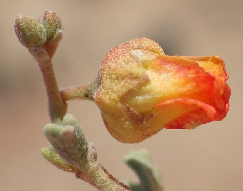 Hermannia pfeilii, photographed by Nicola van Berkel