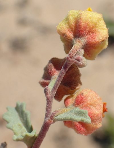 Hermannia pfeilii, photographed by Nicola van Berkel