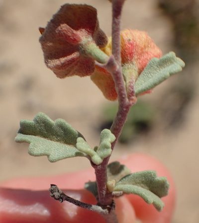 Hermannia pfeilii, photographed by Nicola van Berkel