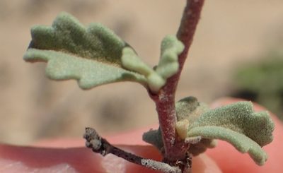 Hermannia pfeilii, photographed by Nicola van Berkel