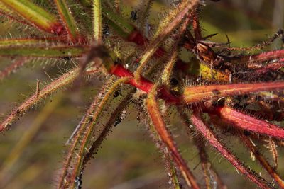 Roridula gorgonias, photographed by Tony Rebelo