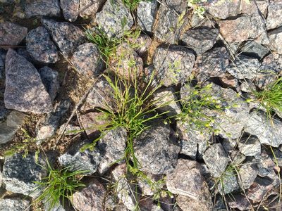 Poa compressa, photographed by Dmitriy Bochkov