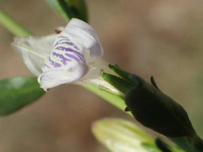 Pogonospermum patulum, photographed by Nicola van Berkel
