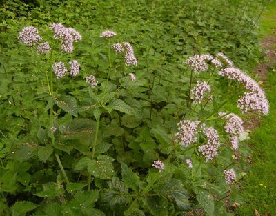 Valeriana pyrenaica, photographed by Jon Mortin