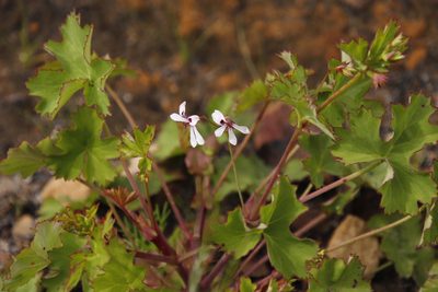 Pelargonium patulum, photographed by Tony Rebelo