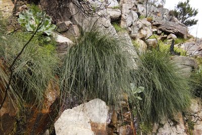 Ficinia brevifolia, photographed by Tony Rebelo
