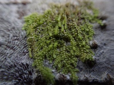 Radula bolanderi, photographed by Randal