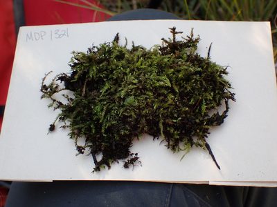 Brachythecium frigidum, photographed by Martin Purdy