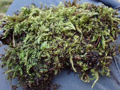 Brachythecium frigidum, photographed by Martin Purdy
