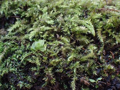 Brachythecium frigidum, photographed by Martin Purdy
