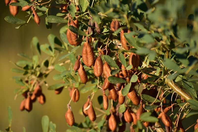 Caragana halodendron, photographed by Kudaibergen Amirekul